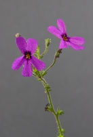 Sutera microphylla